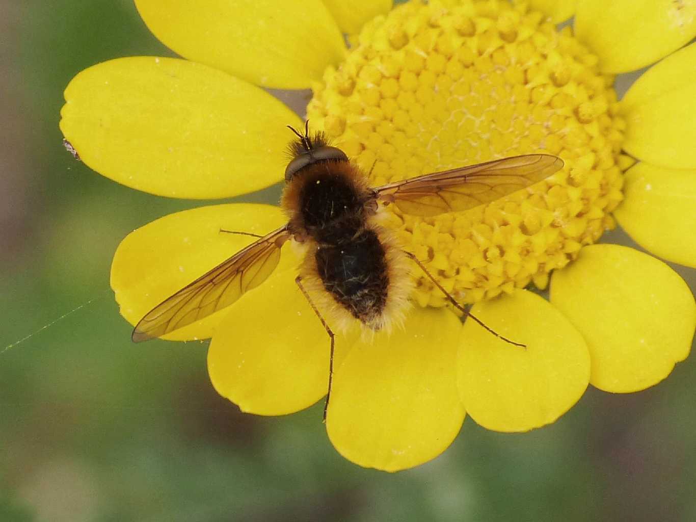 Piccolo Bombilidae